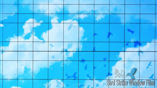 Nature Meets Innovation: Combating Bird Window Strikes with Sustainable Solutions