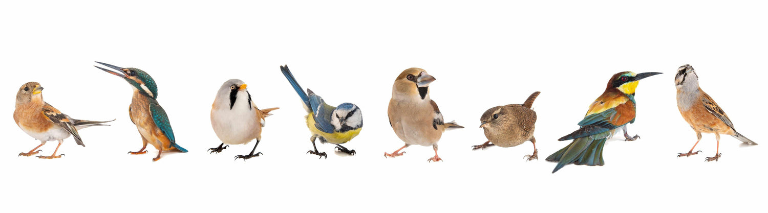 Different types of birds that fly into windows pass away because they can't see the glass.