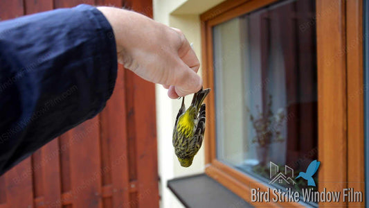 Preventing Bird Window Collisions with Bird Strike Window Film: A Comprehensive Guide