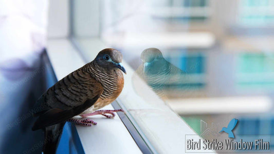 Invisible Barriers: How Bird Strike Window Film Reduces Bird Collisions