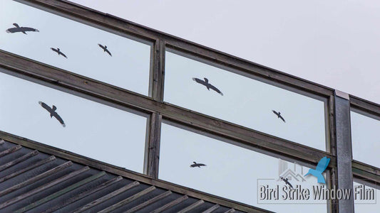 Effective Bird Strike Prevention with Sustainable Window Film Solutions | BirdStrikeWindowFilm.com