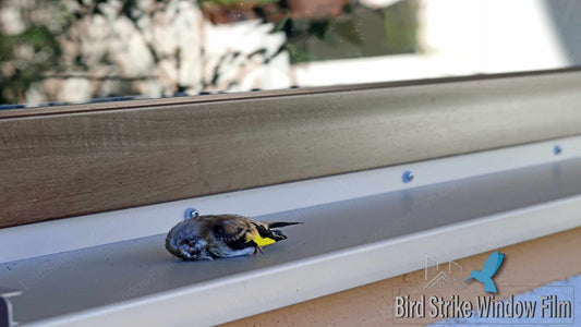 Bird-Proof Your Windows: A Guide to Using Bird Strike Window Film