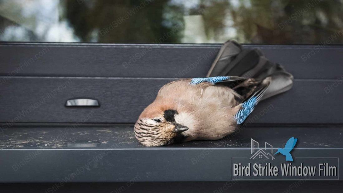 The Bane of Birds: Window Strikes and How Bird Strike Window Film Offers a Solution