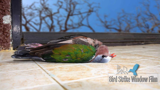 Why Birds Run Into Windows and How Bird Strike Window Film Can Help