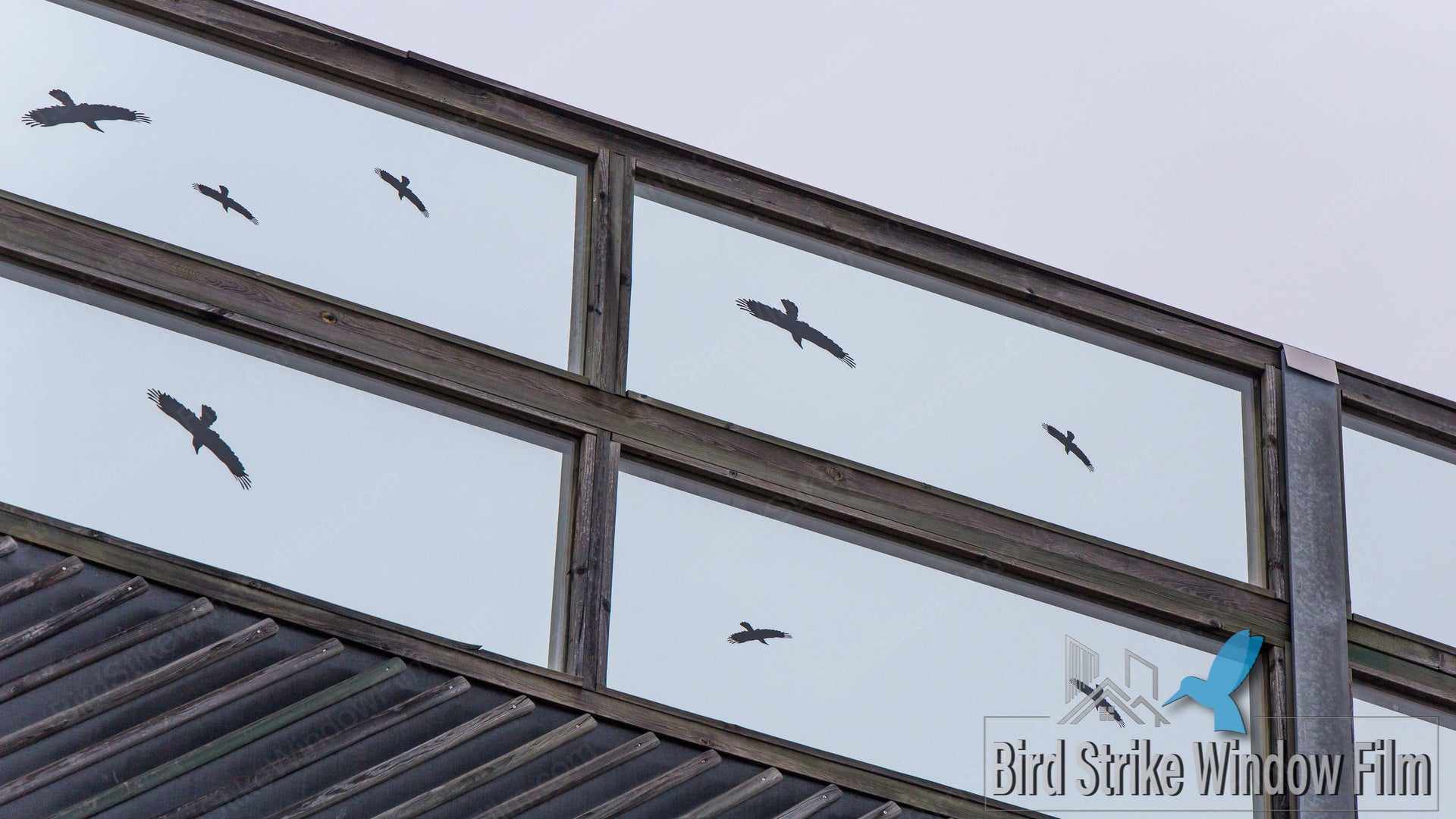 Bird Strke Windows Bird Strike Window Film