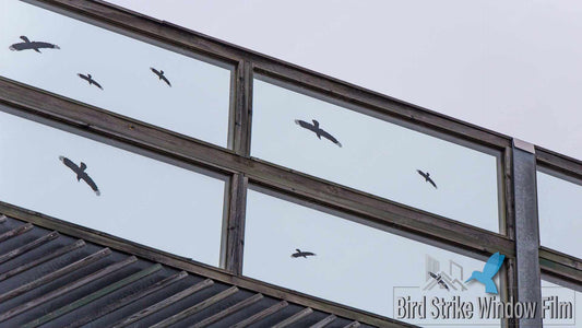 Ensuring Bird Safety with Innovative Window Film Solutions