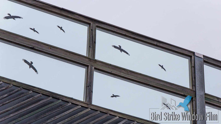 Ensuring Bird Safety with Innovative Window Film Solutions – Bird ...