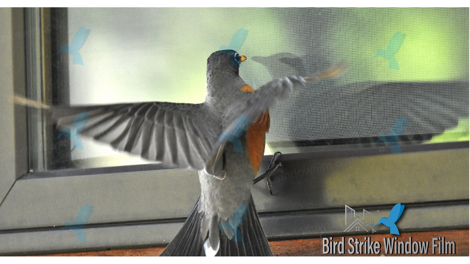 Why birds run into glass windows and how window film can help prevent ...