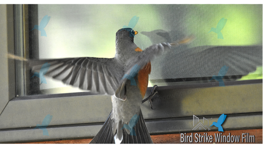 Why birds run into glass windows and how window film can help prevent this issue?