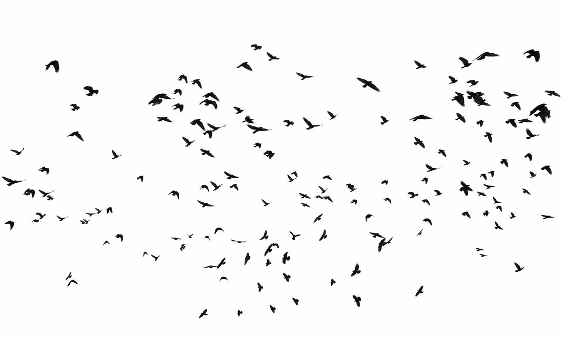 Why birds run into glass windows and how window film can help prevent ...