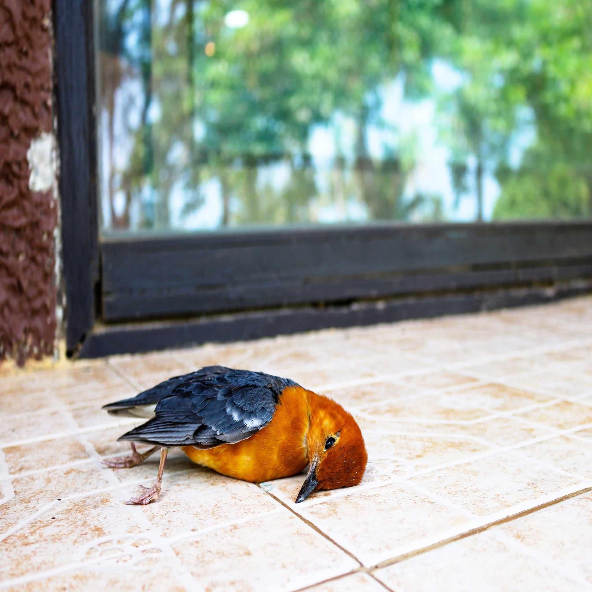 Bird Strke Windows Bird Strike Window Film Vertical Lines