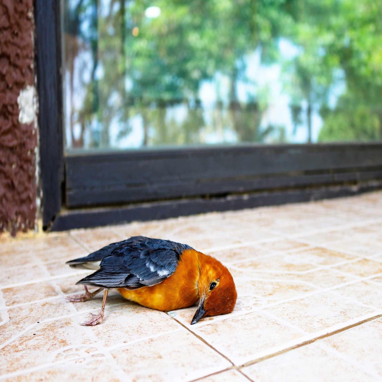 bird dead because he flew straight into the window of a home. 