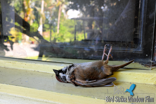 Products – Bird Strike Window Film